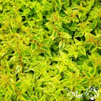 アベリア　カレイドスコープ