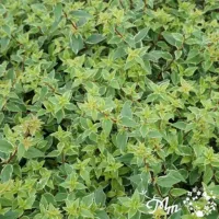 アベリア　ラッキーロット