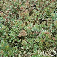 アベリア　マジックデイドリーム