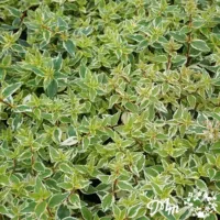 アベリア　ラディアンス