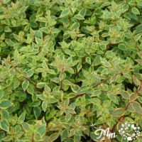 アベリア　サンシャインデイドリーム