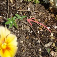 ルピナス　発芽