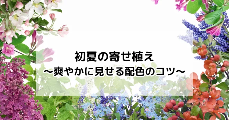 初夏の寄せ植え～爽やかに見せる配色のコツ～