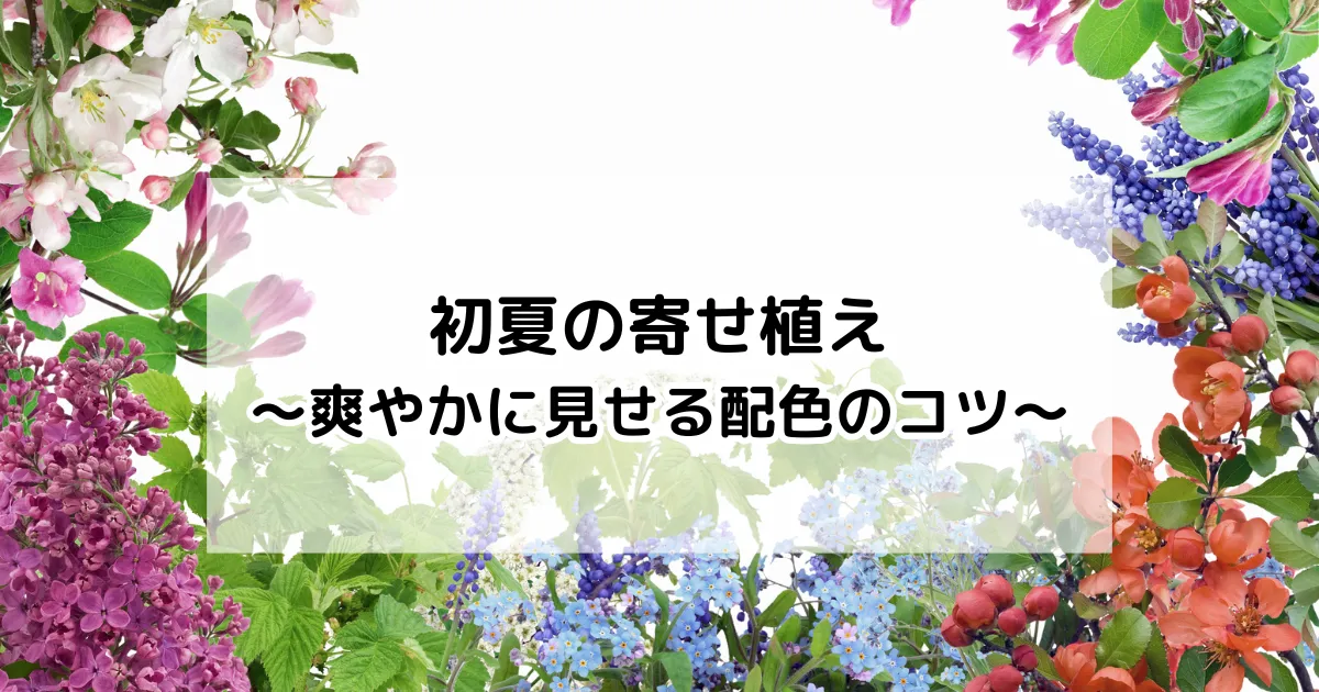 初夏の寄せ植え～爽やかに見せる配色のコツ～