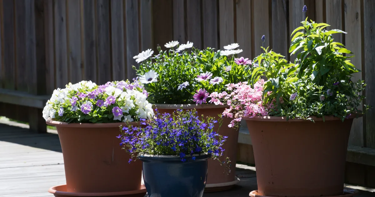 初夏の寄せ植え～爽やかに見せる配色のコツ～