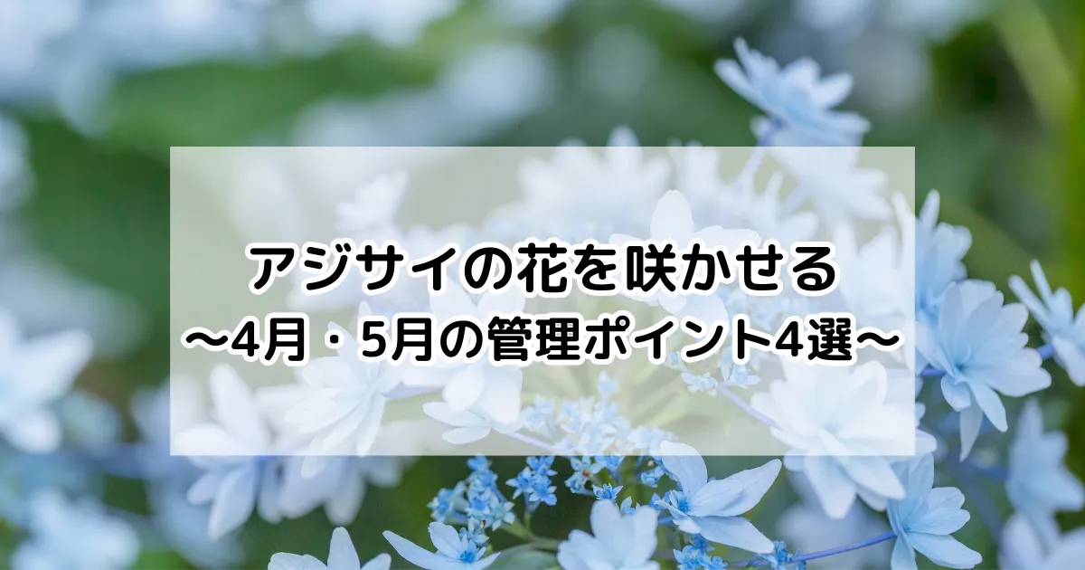 アジサイの管理　４月・５月