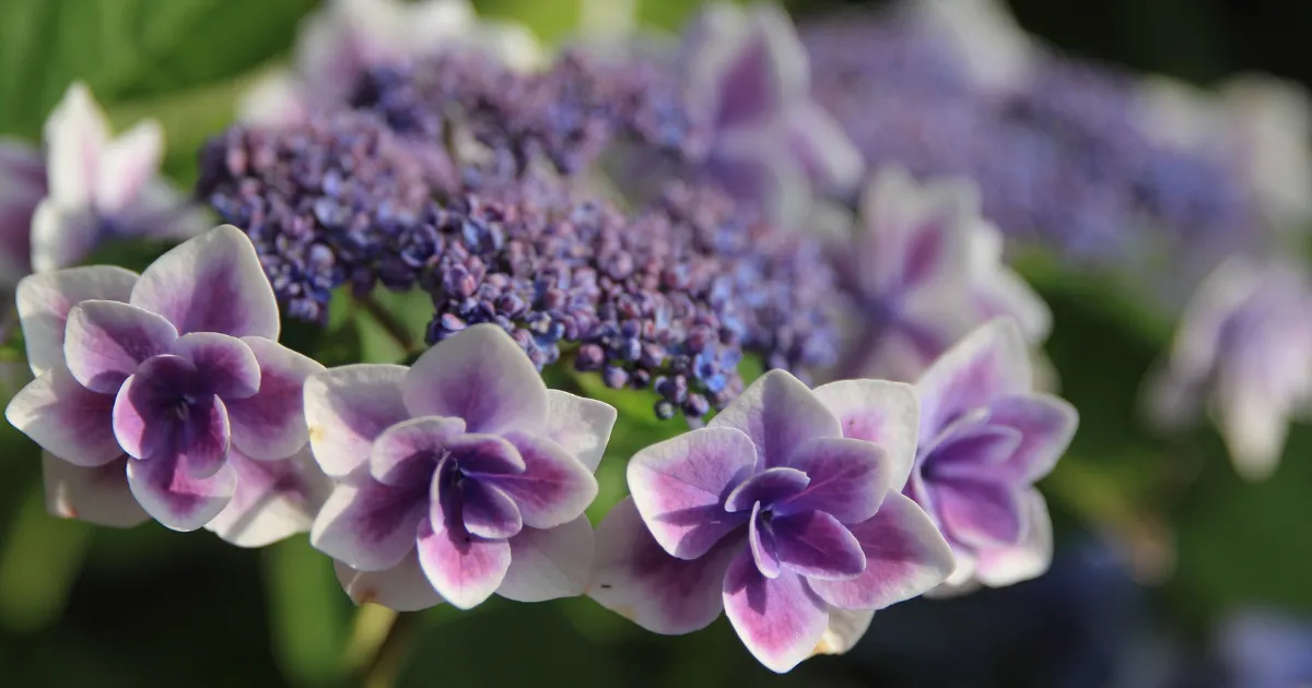 アジサイの管理　４月・５月