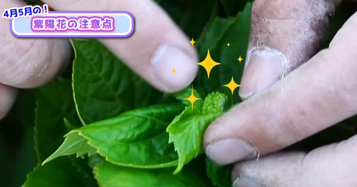 アジサイの管理　４月・５月