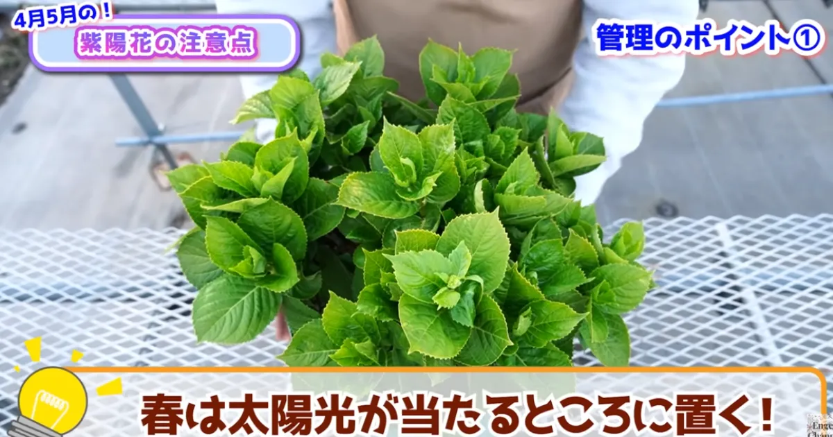 アジサイの管理　４月・５月