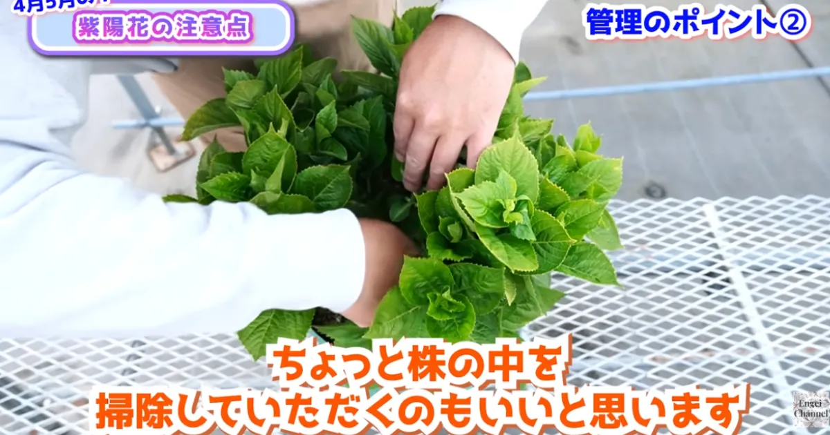 アジサイの管理　４月・５月