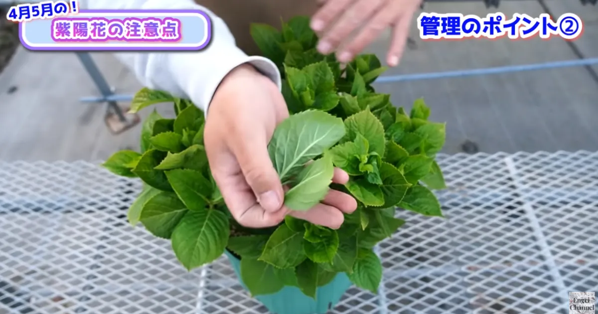アジサイの管理　４月・５月