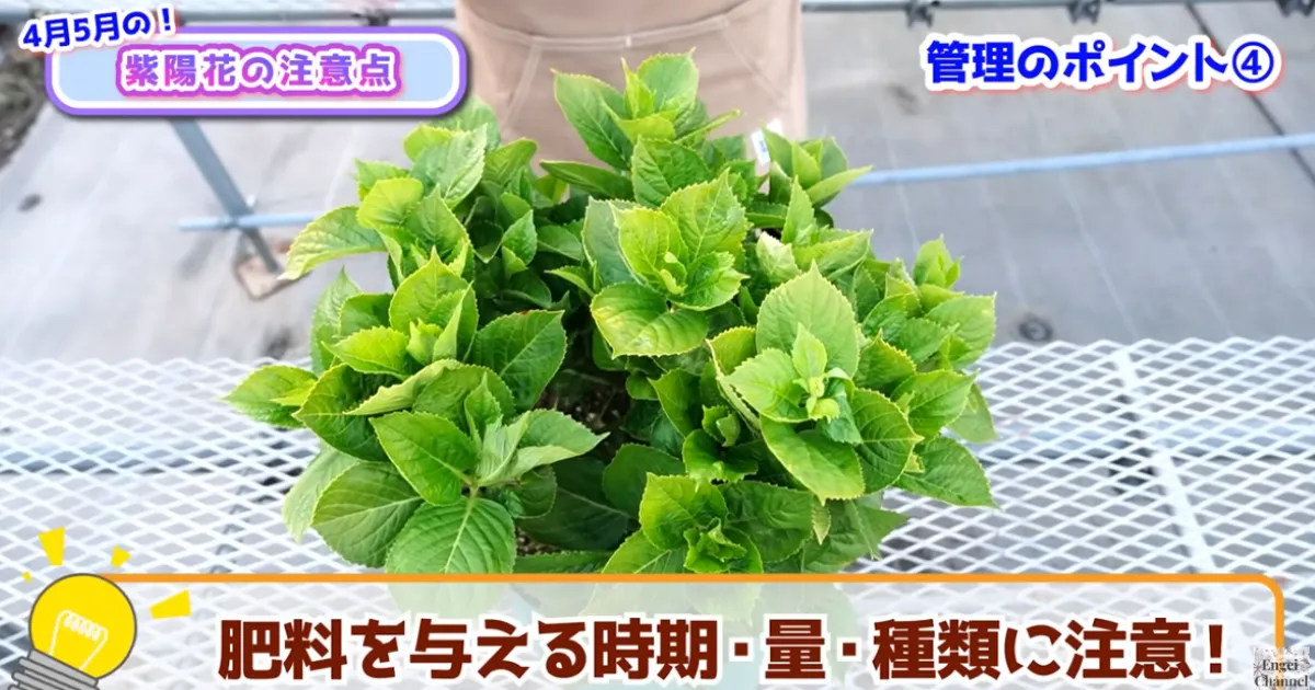 アジサイの管理　４月・５月