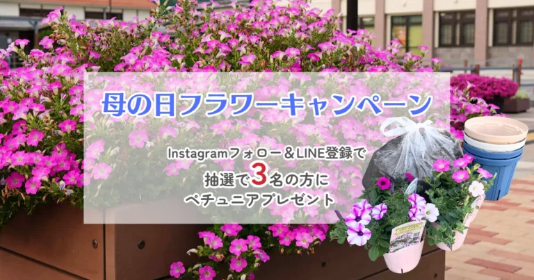 母の日フラワーキャンペーン