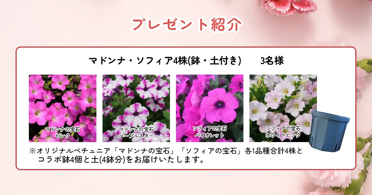 母の日フラワーキャンペーン