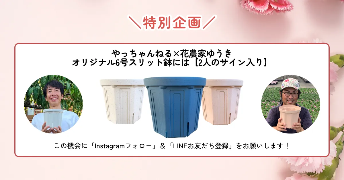 母の日フラワーキャンペーン