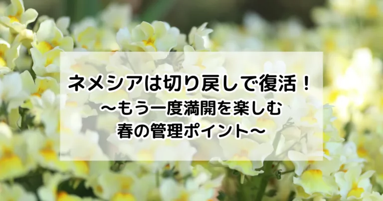 ネメシアは切り戻しで復活
