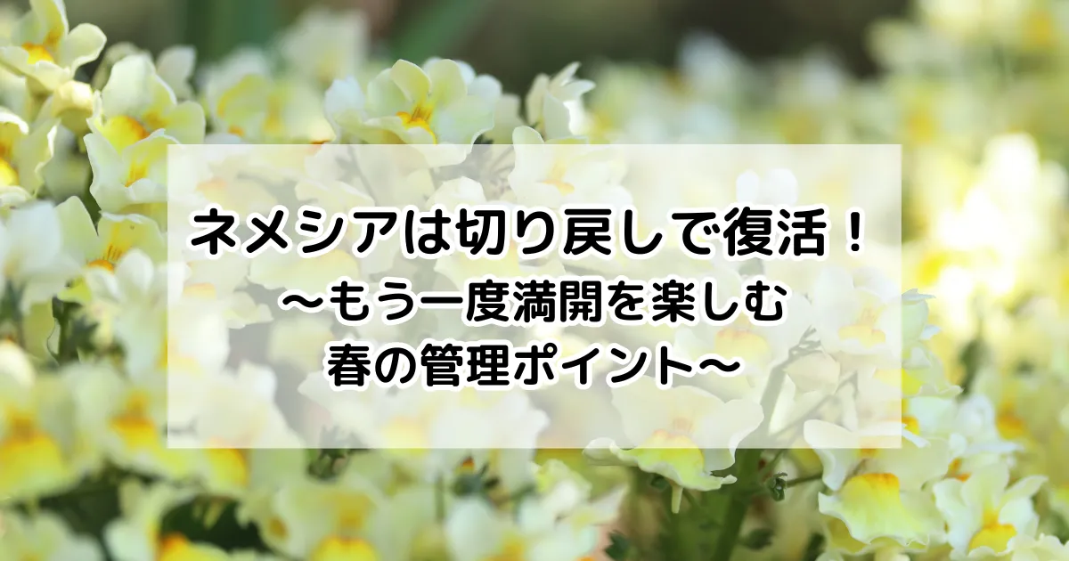ネメシアは切り戻しで復活