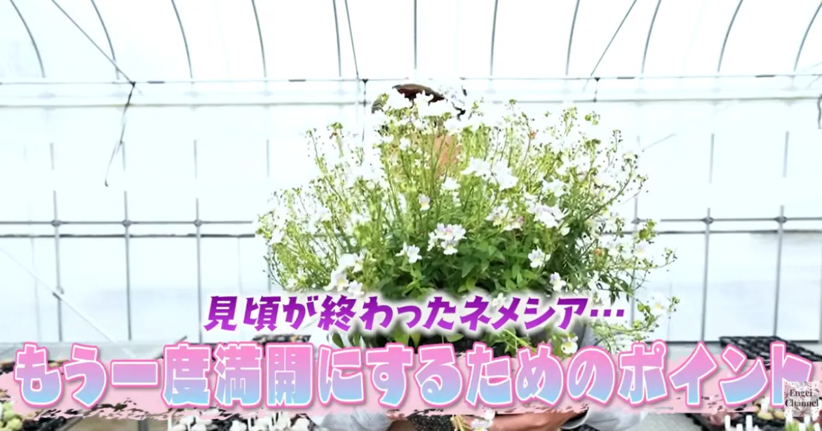 ネメシアは切り戻しで復活