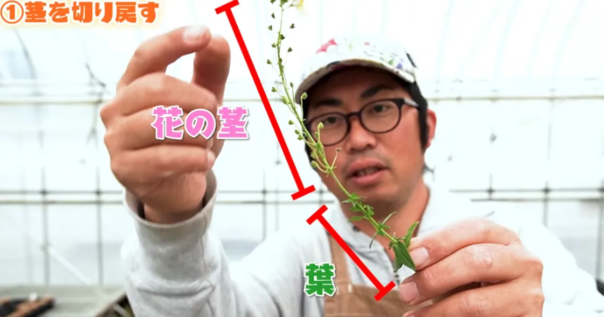 ネメシアは切り戻しで復活