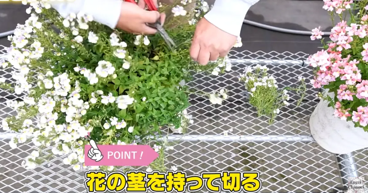 ネメシアは切り戻しで復活