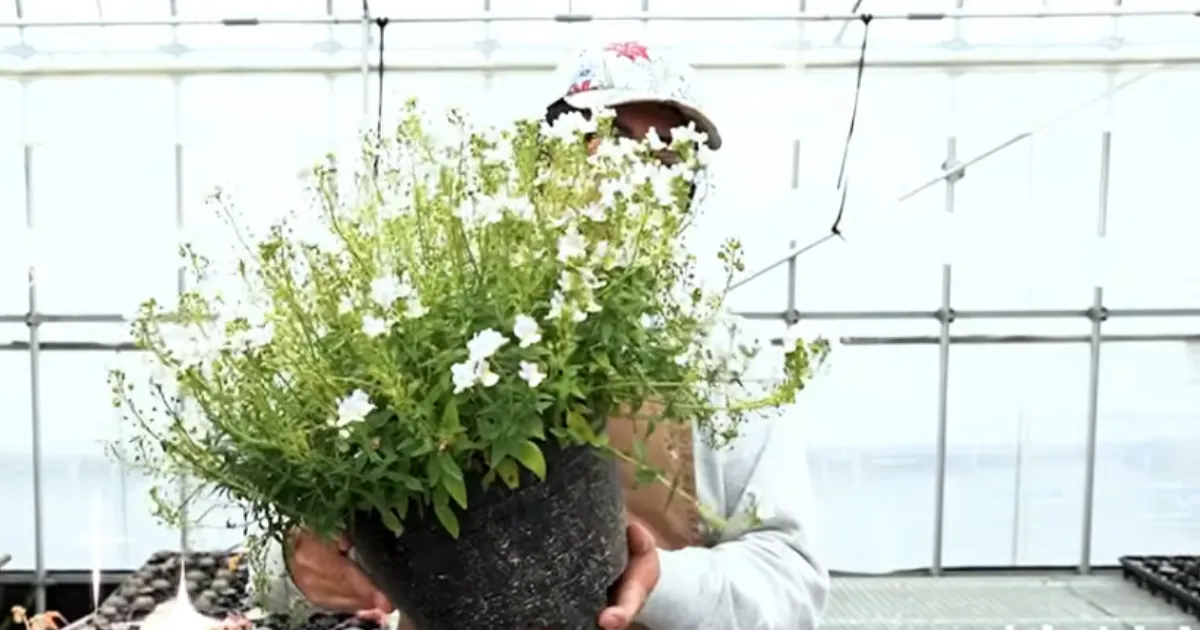 ネメシアは切り戻しで復活