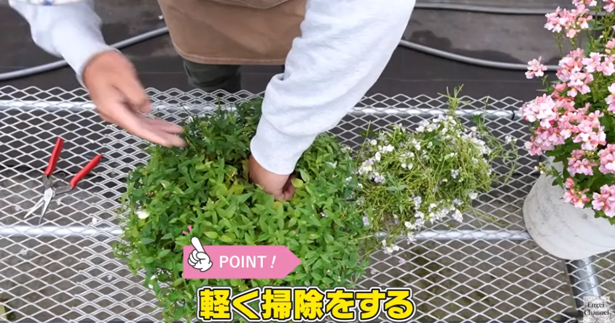 ネメシアは切り戻しで復活