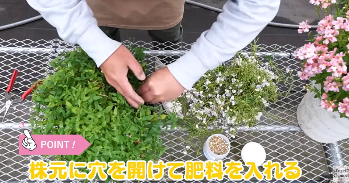 ネメシアは切り戻しで復活