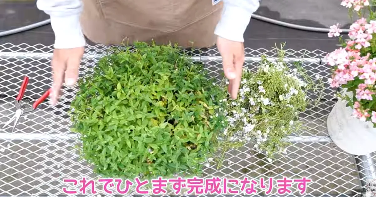 ネメシアは切り戻しで復活