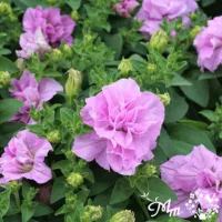 ペチュニア　ピンク八重
