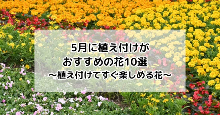 5月に植え付けがおすすめの花
