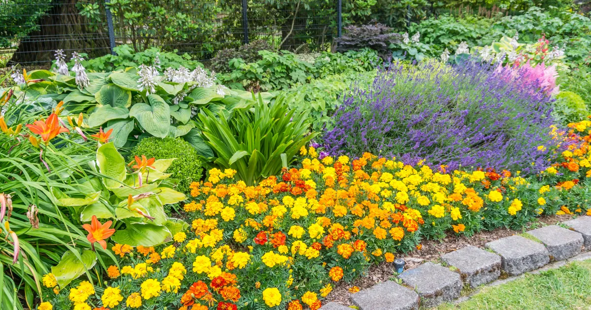 5月に植え付けがおすすめの花