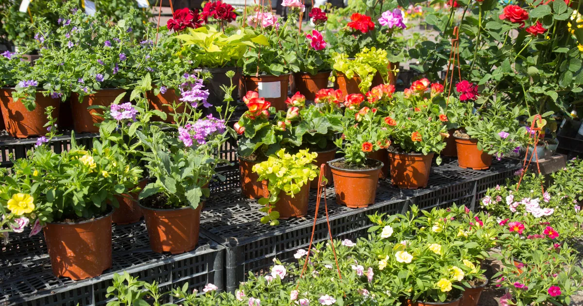 5月に植え付けがおすすめの花