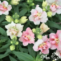 金魚草 トゥイニー