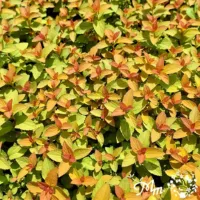 スピレア(シモツケ):ゼンスピリットキャラメル