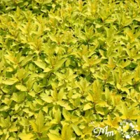 スピレア(シモツケ):ゼンスピリットゴールド