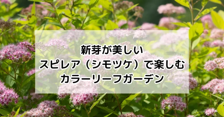 スピレア（シモツケ）で楽しむカラーリーフガーデン