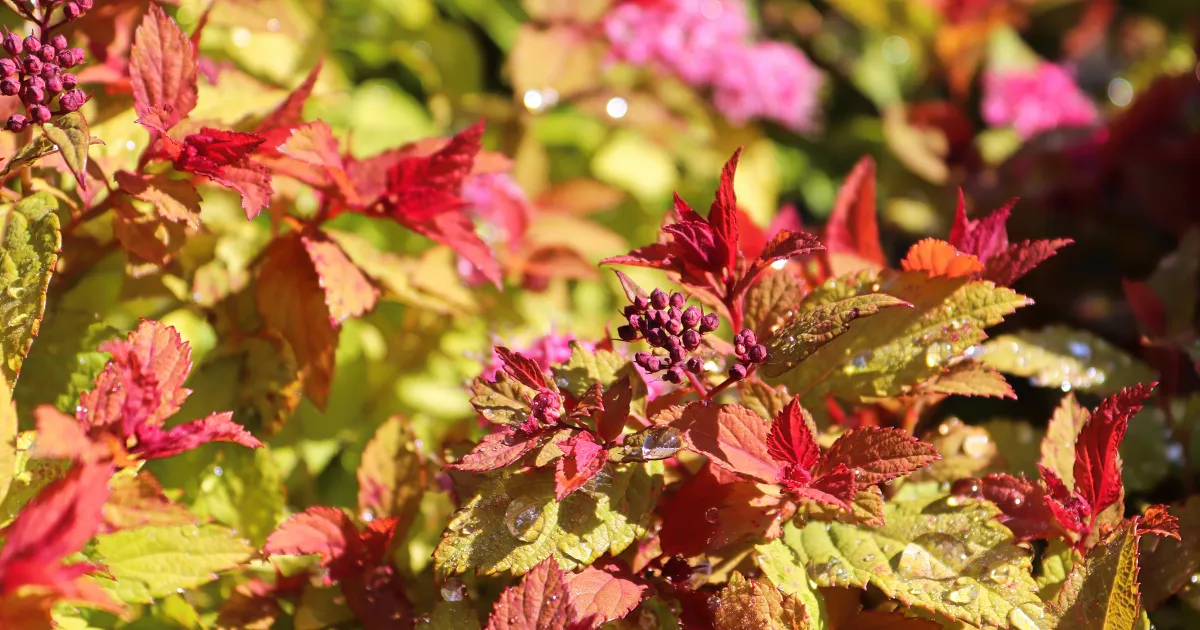 スピレア（シモツケ）で楽しむカラーリーフガーデン