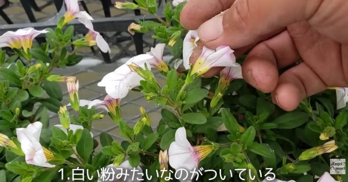 6月の庭仕事　害虫