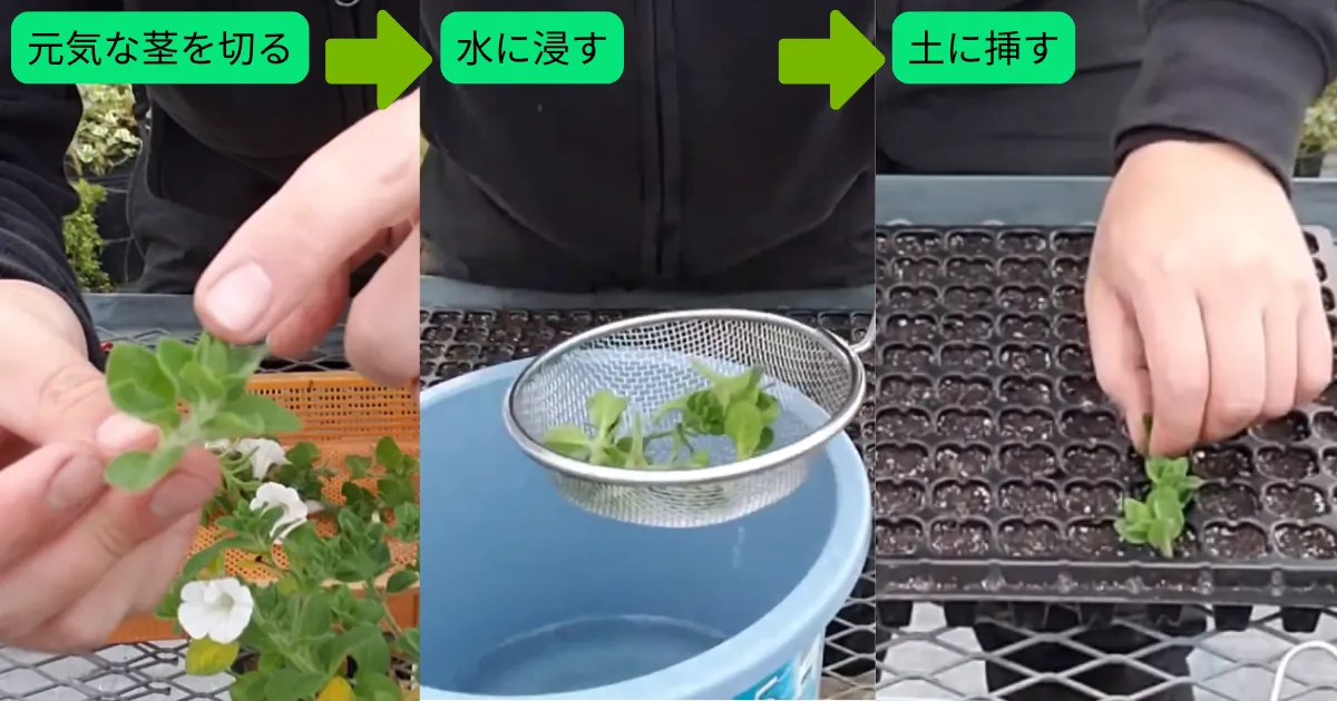 挿し木とは