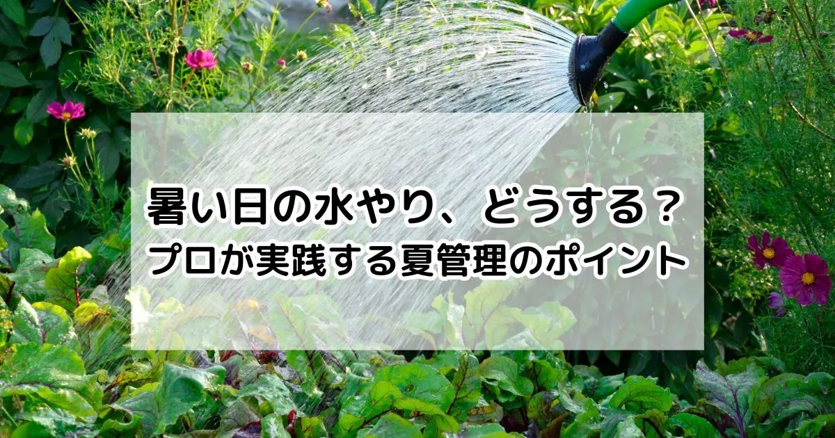 暑い日の水やり、どうする？プロが実践する夏管理のポイント