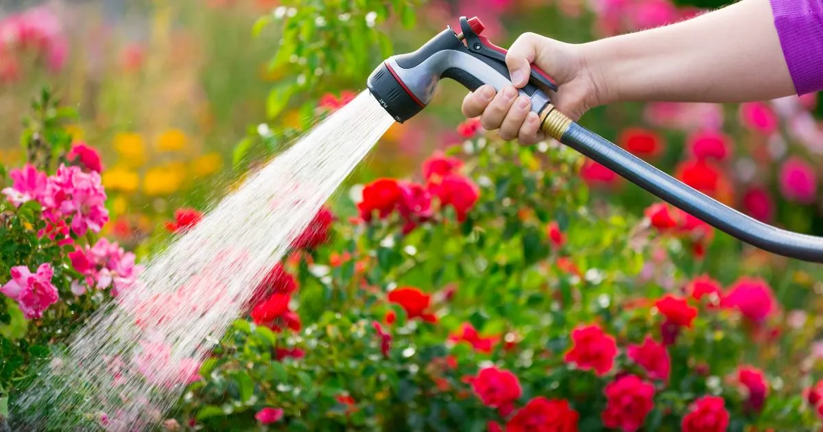 暑い日の水やり、どうする？