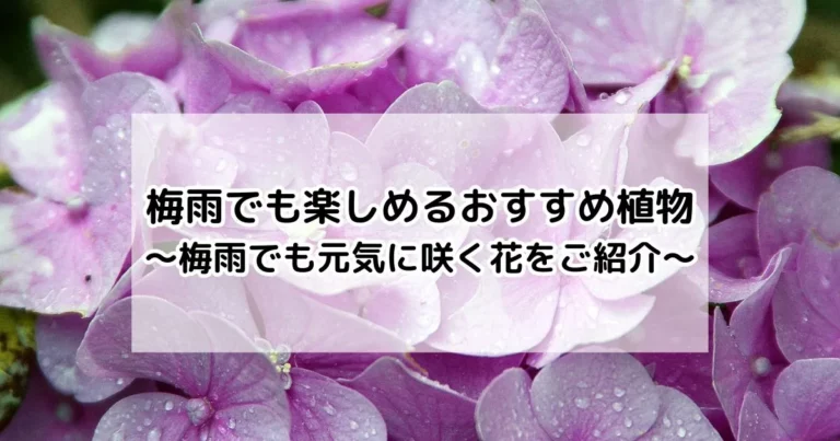 梅雨でも楽しめるおすすめ植物