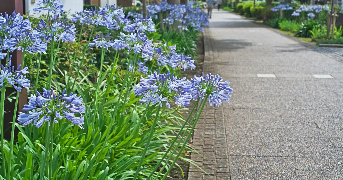 梅雨でも楽しめるおすすめ植物