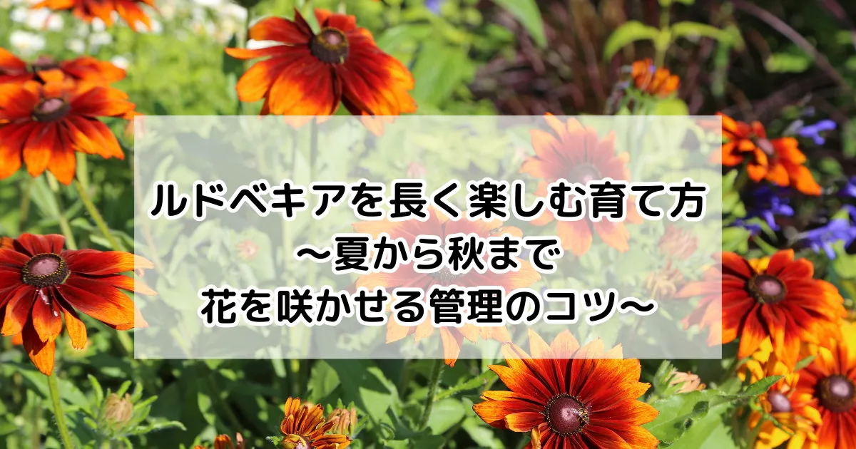 ルドベキアを長く楽しむ育て方~夏から秋まで花を咲かせる管理のコツ~