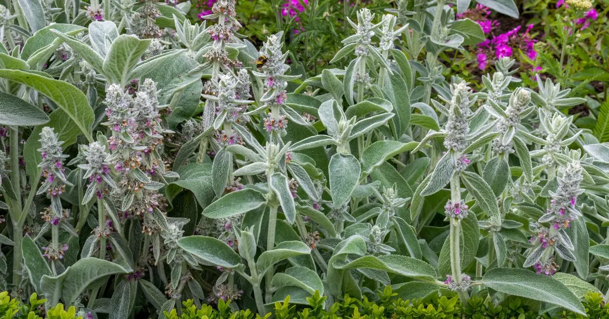 シルバーリーフ植物　ラムズイヤー