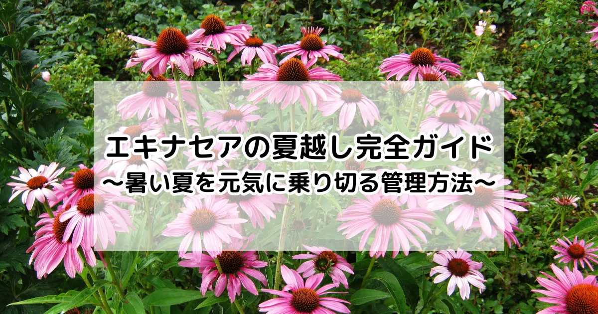 エキナセアの夏越し完全ガイド~暑い夏を元気に乗り切る管理方法~
