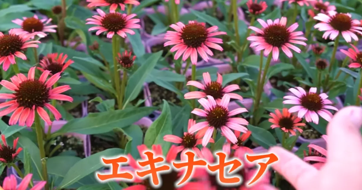エキナセアの夏越し完全ガイド~暑い夏を元気に乗り切る管理方法~