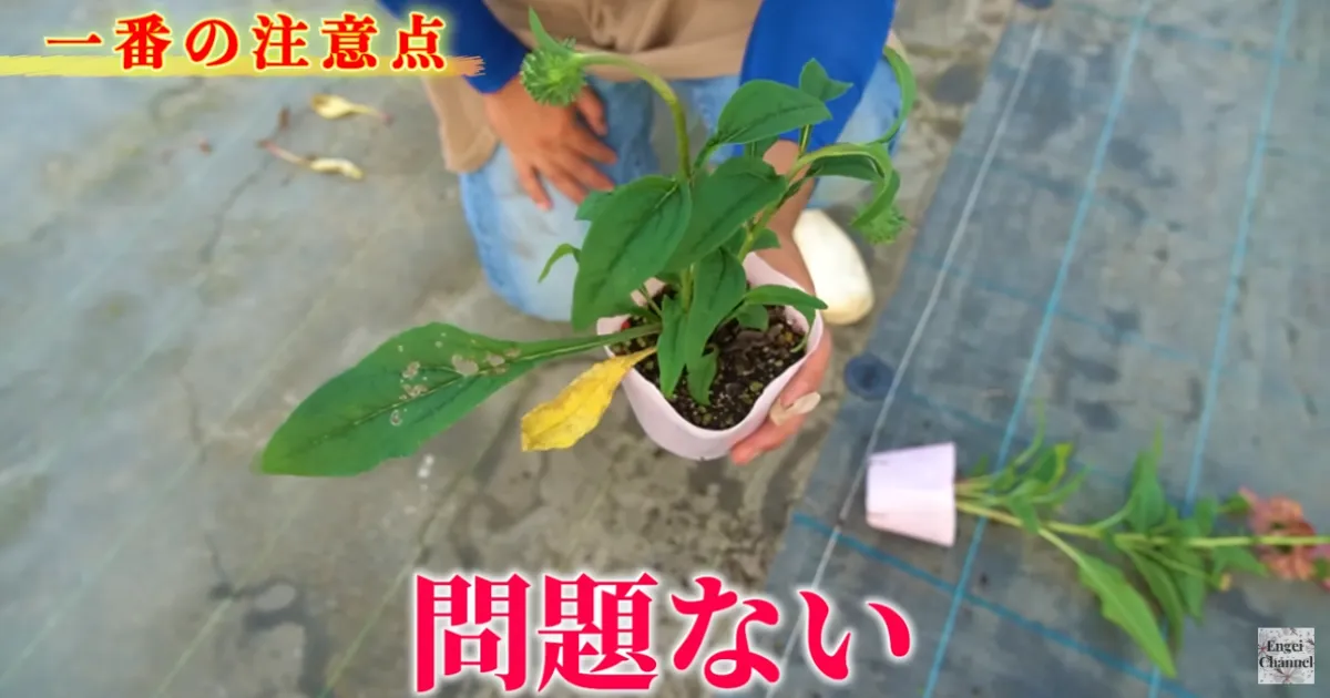 エキナセアの夏越し完全ガイド~暑い夏を元気に乗り切る管理方法~