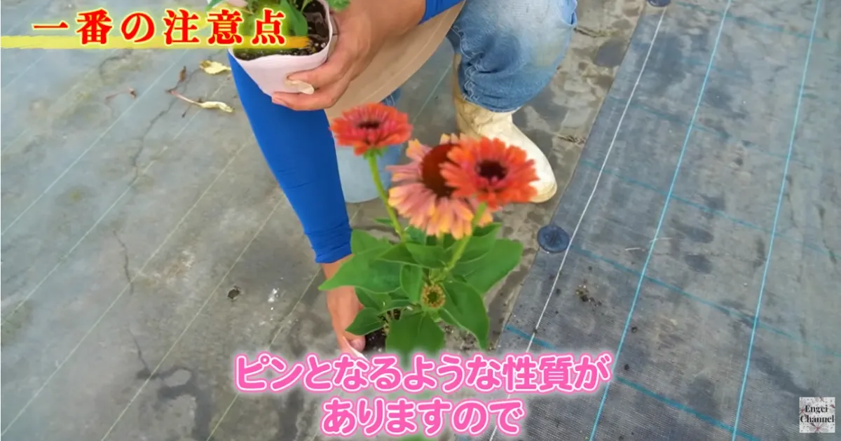 エキナセアの夏越し完全ガイド~暑い夏を元気に乗り切る管理方法~