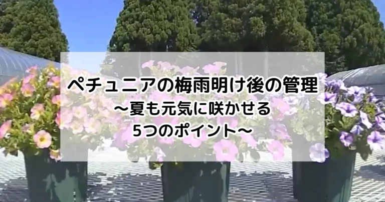 ペチュニアの梅雨明け後の管理